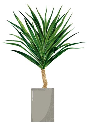 绿植盆栽