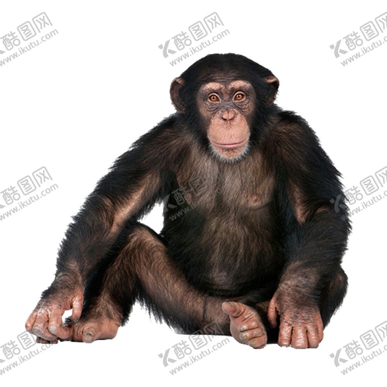 编号：64205107071932165265【酷图网】源文件下载-猴子