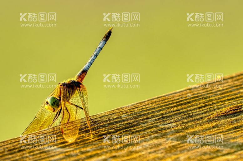 编号：41473312200814048602【酷图网】源文件下载-蜻蜓