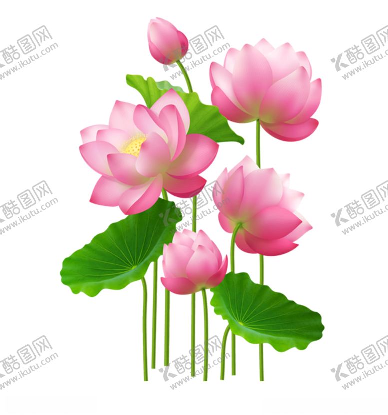 编号：94638606280846187944【酷图网】源文件下载-荷花