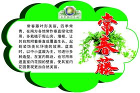 常春藤