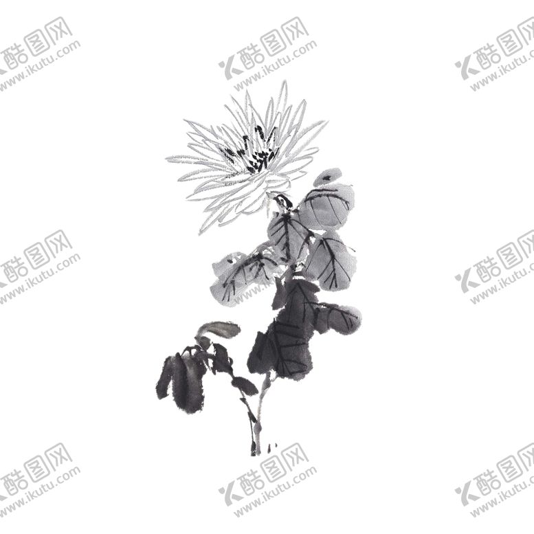 编号：67772009190102429095【酷图网】源文件下载-国画菊花