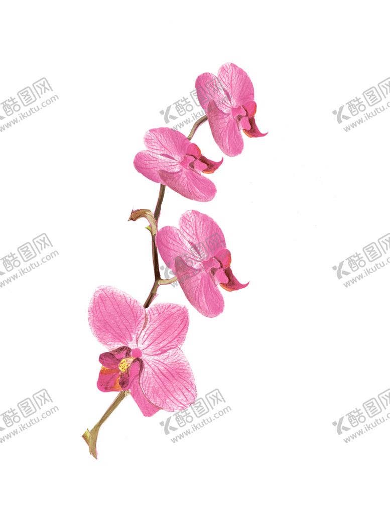 编号：84484306262257429664【酷图网】源文件下载-手绘植物