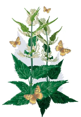 绿叶丛中蝴蝶伴花飞舞