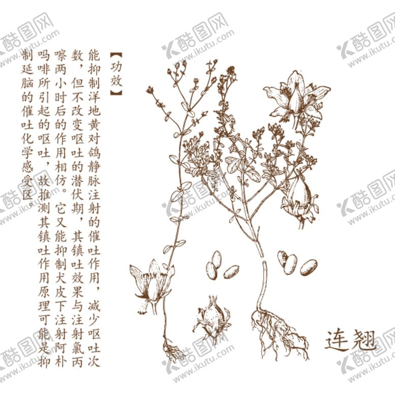 编号：14206809192247005206【酷图网】源文件下载-连翘矢量