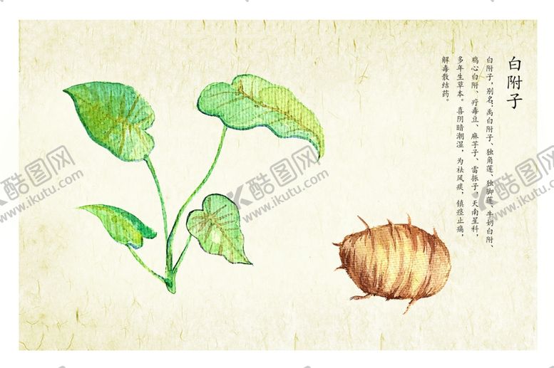 编号：43535502260324243934【酷图网】源文件下载-药材图谱