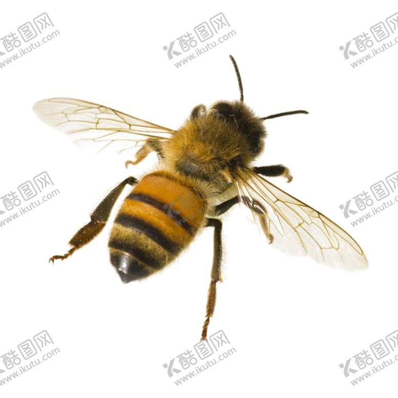 编号：28139605030048167894【酷图网】源文件下载-蜜蜂