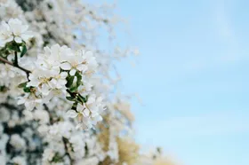 樱花卉绽放自然景观