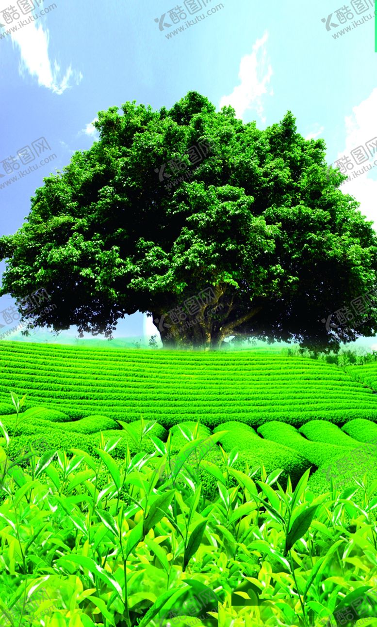 编号：89790109240903126661【酷图网】源文件下载-理想茶院茶叶树