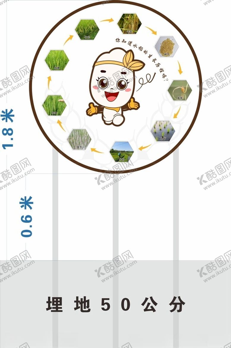 编号：16080902101110266777【酷图网】源文件下载-水稻的一生