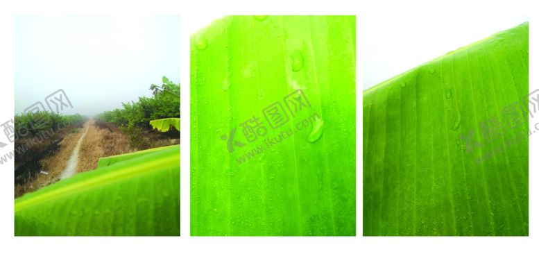 编号：68822610080004536156【酷图网】源文件下载-香蕉叶露珠小路