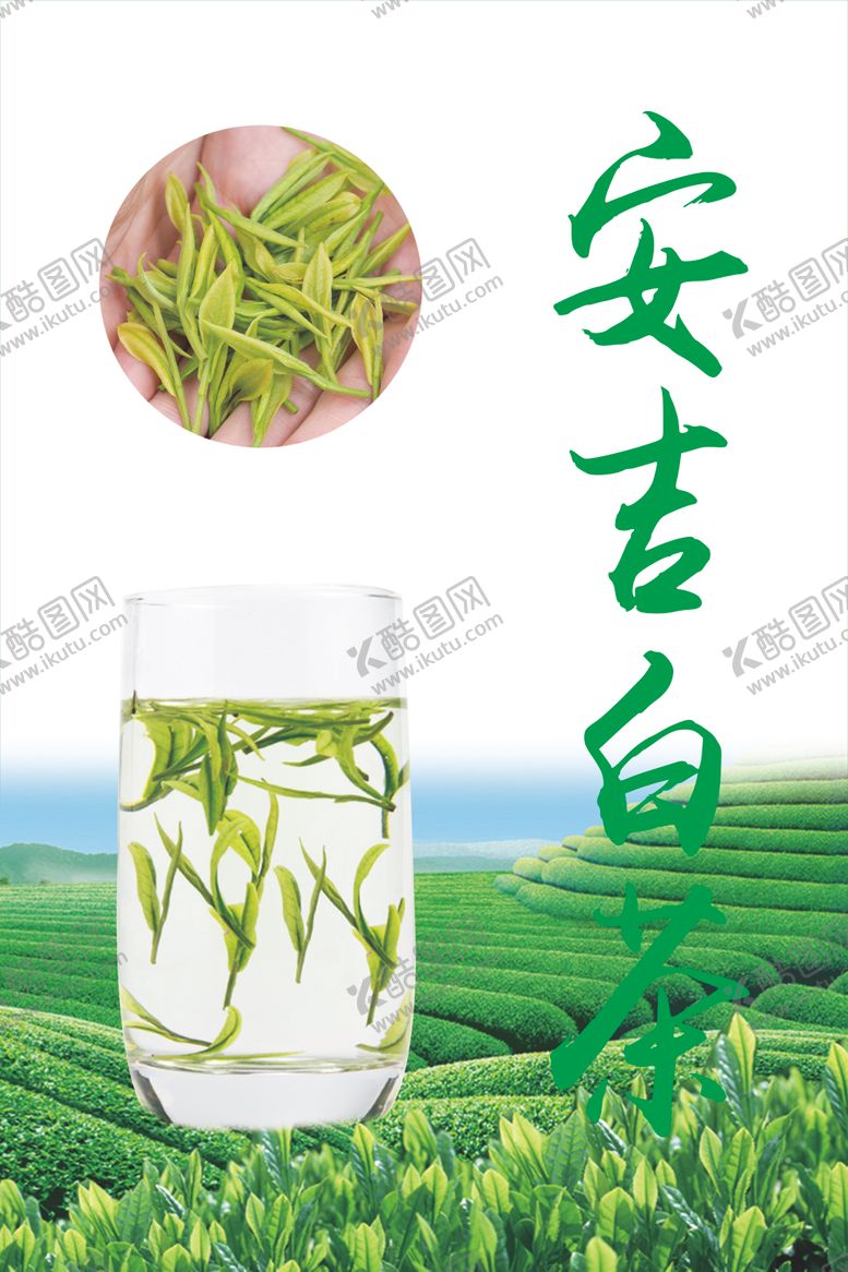 编号：37649609140708174558【酷图网】源文件下载-安吉白茶