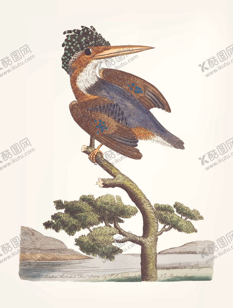 编号：14243310271613308826【酷图网】源文件下载-鸟类插画