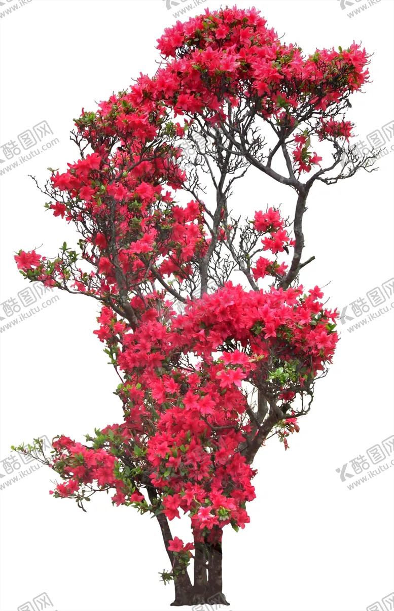 编号：24911106260654152401【酷图网】源文件下载-免扣植物树木素材图片