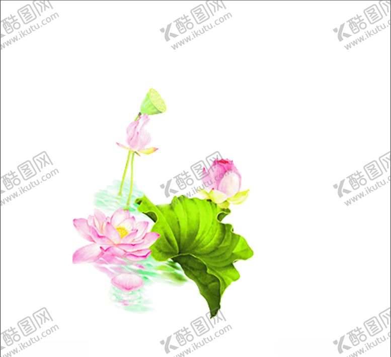 编号：99615406272152019368【酷图网】源文件下载-荷花