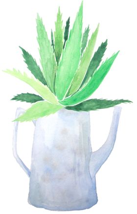 盆景植物