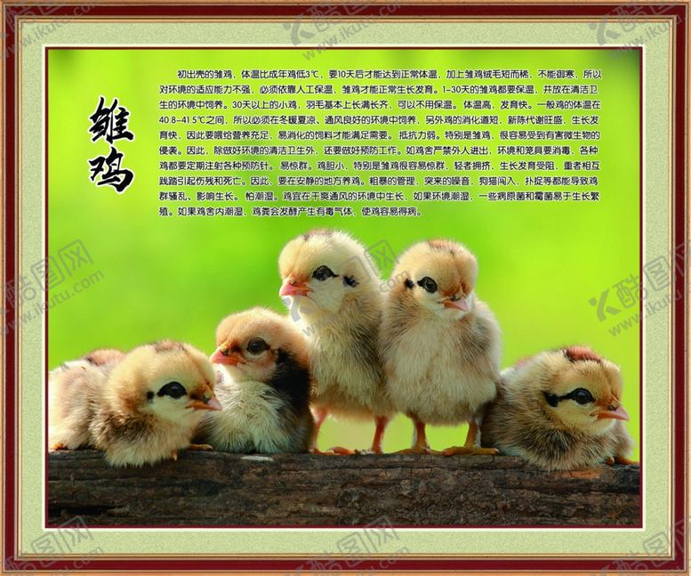 编号：81806610161019506343【酷图网】源文件下载-小鸡