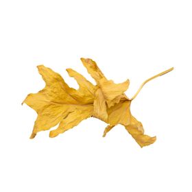 免抠背景干花枯花