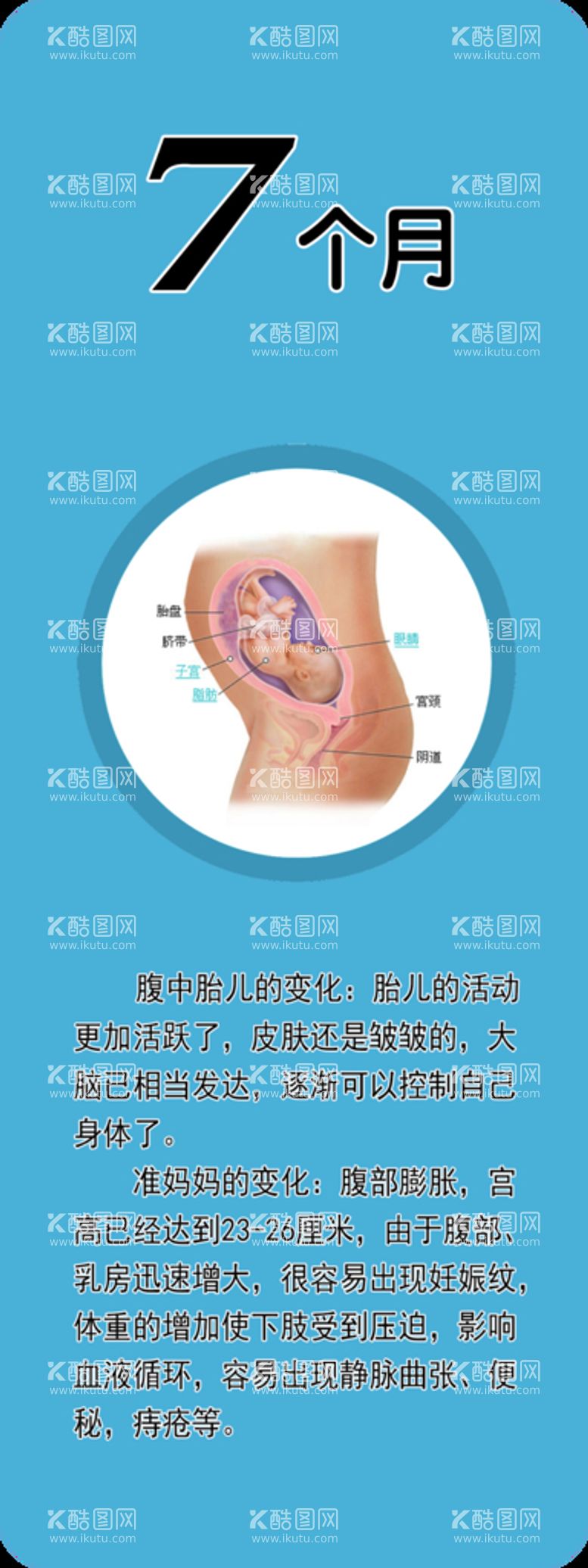 编号：86001810202058166056【酷图网】源文件下载-胎儿发育   7个月