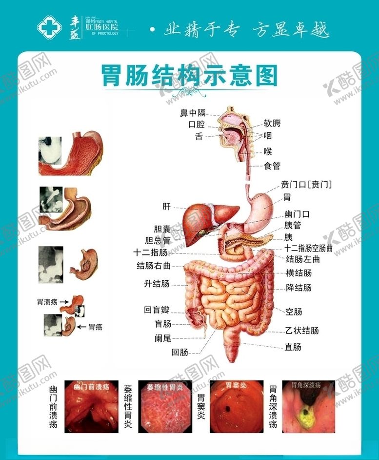 编号：60599506270655267392【酷图网】源文件下载-胃肠结构示意图