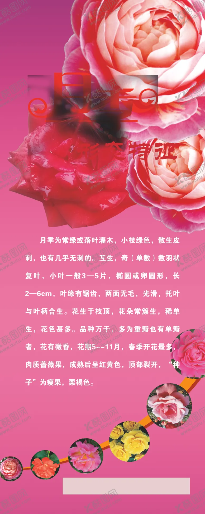 编号：73651604221611429752【酷图网】源文件下载-月季形态特征展架