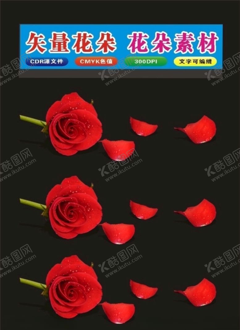编号：70727110230242084028【酷图网】源文件下载-玫瑰花素材