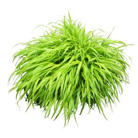 草丛简笔画