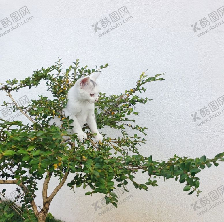 编号：48567812110147115031【酷图网】源文件下载-白猫