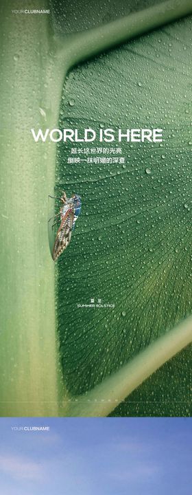夏至荷花房地产大气