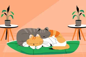 可爱猫猫背景咪宠物咪壁纸小