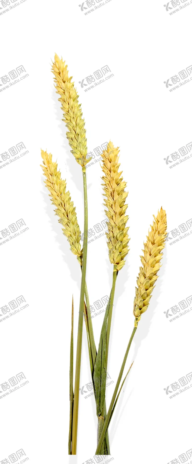 编号：29918005110934342629【酷图网】源文件下载-麦穗