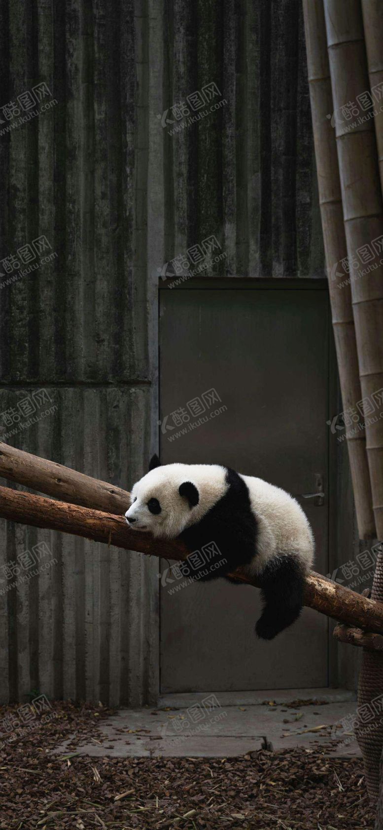 编号：56457710220450588557【酷图网】源文件下载-大熊猫