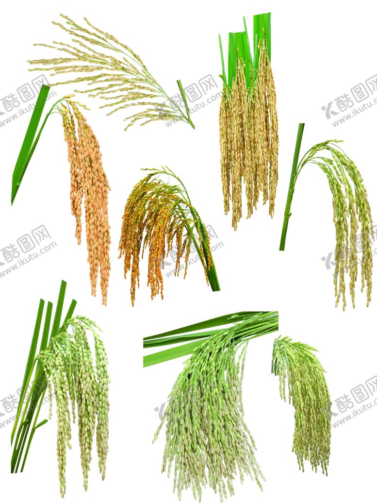编号：27168410210032386310【酷图网】源文件下载-稻穗稻谷水稻