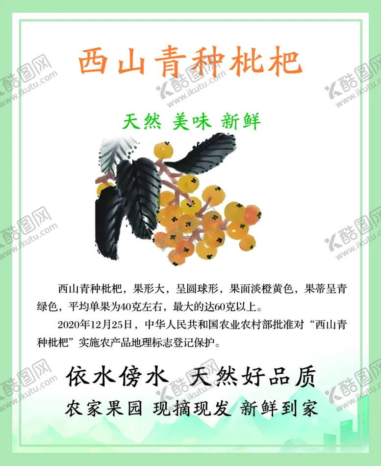 编号：86863603071408073314【酷图网】源文件下载-西山青种枇杷