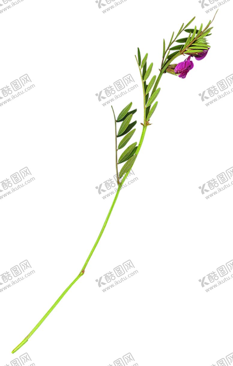 编号：48982009291544458905【酷图网】源文件下载-绿色相框