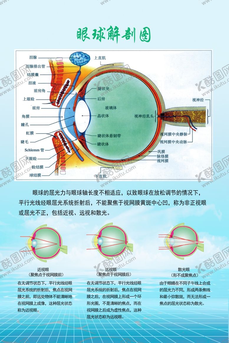 编号：88124709250450026061【酷图网】源文件下载-眼球解剖图