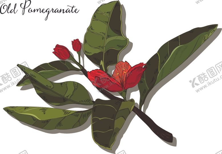 编号：57976810130327218509【酷图网】源文件下载-手绘花卉