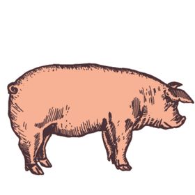 家养动物主题插画