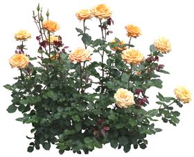 免扣植物树木素材图片