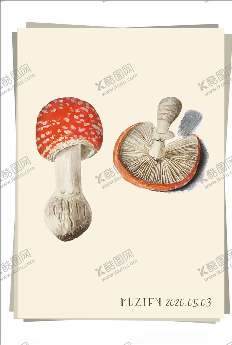 编号：36926606240208511148【酷图网】源文件下载-毒蝇伞蘑菇植物图鉴