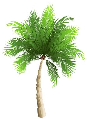椰树