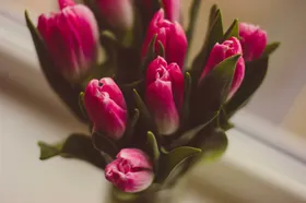 郁金香花朵绽放摄影