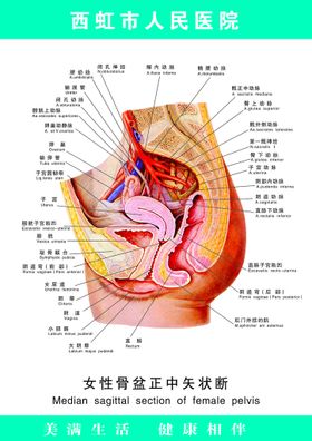 编号：95862009232002489042【酷图网】源文件下载-生物链状图