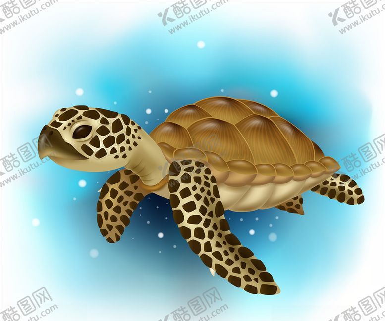 编号：71013109201447338369【酷图网】源文件下载-乌龟背景