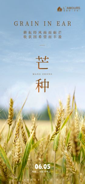 芒种节气海报麦穗二十四