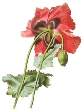 植物花卉油画装饰画