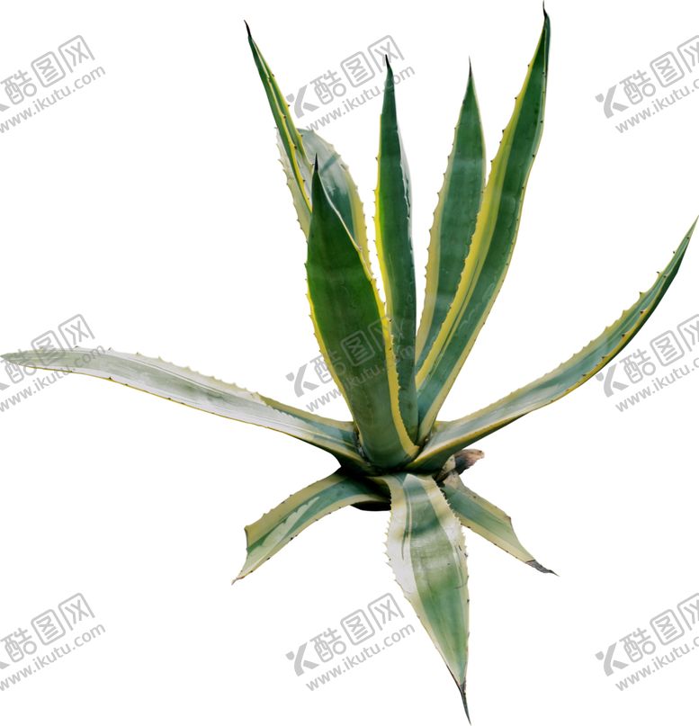 编号：35669107020641021450【酷图网】源文件下载-免扣植物素材
