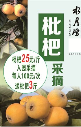 枇杷采摘