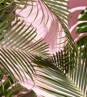 农产品橱窗背景大米鸡