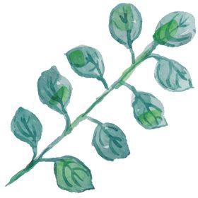 手绘清新植物